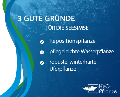 Seesimse - Scirpus lacustris